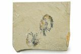 Two Cretaceous Fossil Shrimp - Lebanon #375797-1